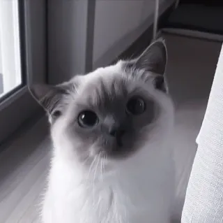 💗 кот, животное, питомец, милый, домашняя кошка, млекопитающее telegram sticker