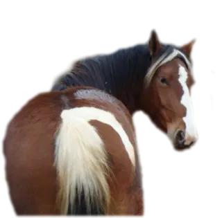 Horses4 telegram stickers
