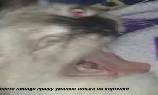 🙅‍♂️ света нинадо прашу умаляю толька ни кортенки telegram sticker