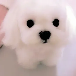 🥺 chó, chó con, Maltese, chó nhỏ, chó trắng, dễ thương, thú cưng telegram sticker