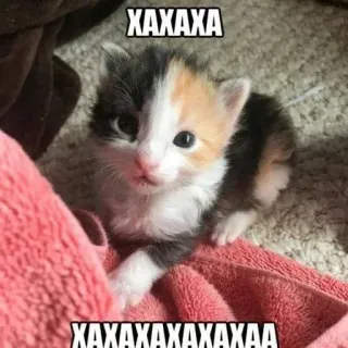 😂 XAXAXA
XAXAXAXAXAXAXAA kätzchen, katze, süß, meme, lustig, haustier, tier telegram sticker