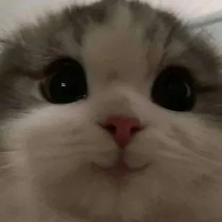 😇 cat, animal, cute, pet, kitten, eyes telegram sticker