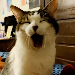 😂 gato, bocejo, animal de estimação, animal, felino whatsapp sticker