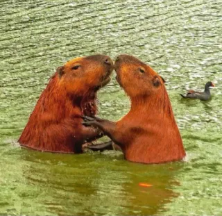 👩‍❤️‍💋‍👨 capybara, animaux, eau, faune, nature, rongeur whatsapp sticker