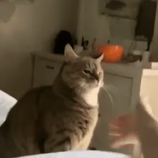 🧶 gato, dedo corazón, ofensivo, gesto, meme whatsapp sticker