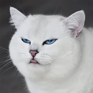 😛 gato, animal, animal de estimação, fofo, engraçado, gato branco, olhos azuis, meme telegram sticker