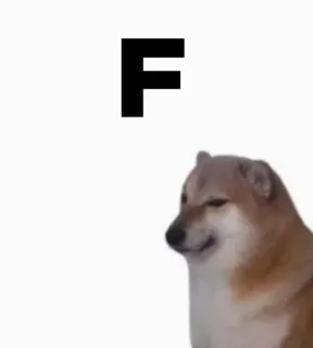 🎭 F 도지, 개, 밈, F telegram sticker
