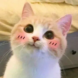 🤭 cat, cute, animal, pet, domestic, blush, kitten telegram sticker