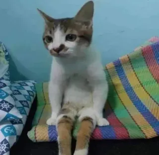 🎃 gato, animal, animal doméstico, animal de estimação, fofo, sentado whatsapp sticker
