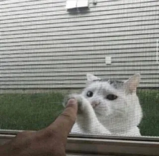 🥺 cat, hand, touch, screen, pet, window, animal whatsapp sticker