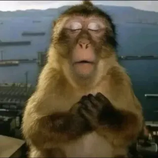 😀 Monkey monkey, praying, meditating, peaceful, meme, animal telegram sticker