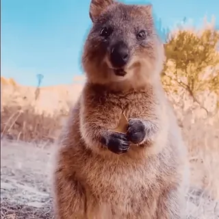 💗 zwierzę, quokka, słodkie, dzika przyroda, australia telegram sticker