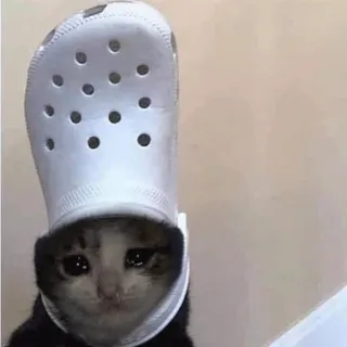 😭 kucing, sedih, buaya, sepatu, binatang, hewan peliharaan telegram sticker