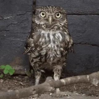 🦉 cú, chim, động vật hoang dã, động vật telegram sticker
