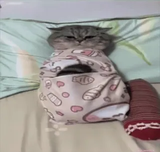 🥰 猫, 可爱, 动物, 宠物, 搞笑, 困, 床 whatsapp sticker