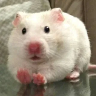 😨 hamster, animal de compagnie, rongeur, animal, mignon, petit, blanc telegram sticker