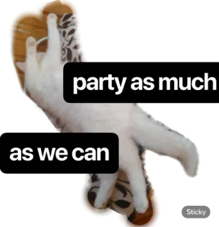 🎉 party as much as we can cat, party, celebrate, animal, fun whatsapp sticker