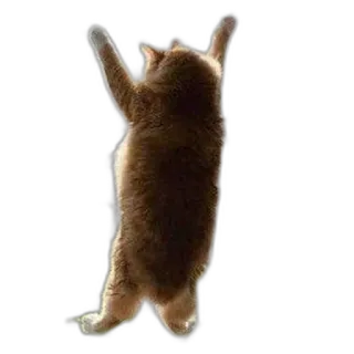 🐱 cat, funny, dancing, animal, pet, meme, cute telegram sticker