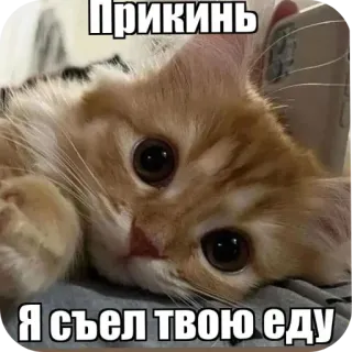 🐱 Прикинь, я съел твою еду whatsapp sticker