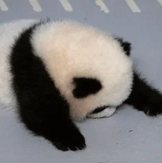 🐼 panda, animal, lindo, panda bebé telegram sticker