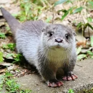 🦦 nutria, animal, lindo, fauna, mamífero, naturaleza telegram sticker