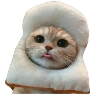 😸 cat, bread, animal, cute, pet, funny, toast telegram sticker