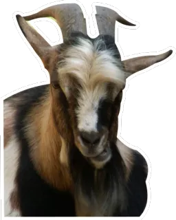 😏 goat, animal, horns, mammal, farm telegram sticker