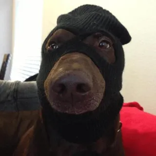 😏 hond, dier, skimasker, masker, grappig telegram sticker
