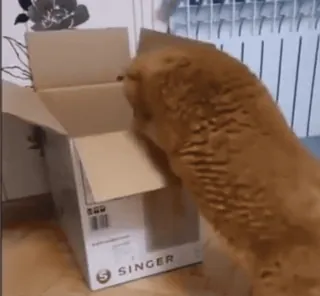 🐈⬛️ SINGER кот, коробка, певец, котёнок, картон, домашнее животное telegram sticker