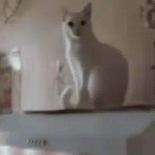 🤝 gatto, gatto bianco, animale, animale domestico telegram sticker