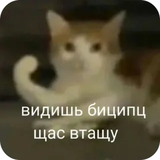 🫥 видишь биципц
щас втащу telegram sticker