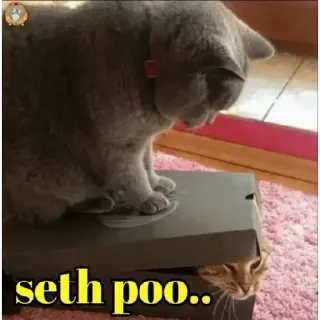 😏 seth poo.. cat, funny, animals, pet telegram sticker