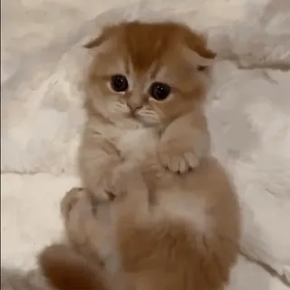 💗 子猫, 猫, 可愛い, 愛らしい, 動物, ペット telegram sticker