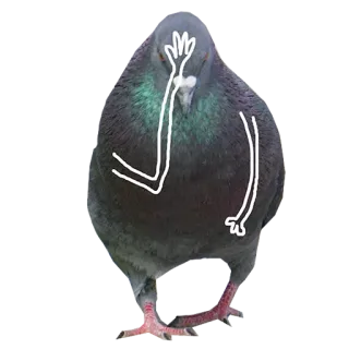 🙀 비둘기, 새, 실패, 얼굴을 감싸다, 웃긴 telegram sticker