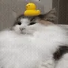 🦆