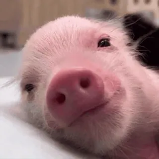 🐷 heo, động vật, dễ thương, hồng, vật nuôi, động vật có vú telegram sticker