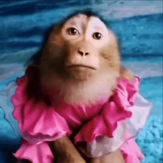 🫤 singe, robe, animal, mignon, primate whatsapp sticker