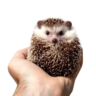 😏 erizo, animal, lindo, mano, pequeño, mamífero, mascota telegram sticker