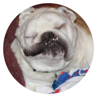 😤 Hund, Bulldogge, schlafend, Tier, Haustier telegram sticker