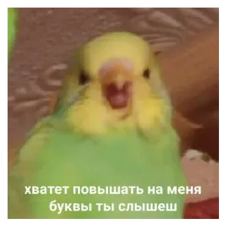 😤 хватит повышать на меня буквы ты слышеш bird, meme, parrot, funny, animal, text telegram sticker