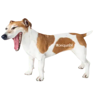 🐶🐾Perrito Timmy🐾🐶 telegram stickers
