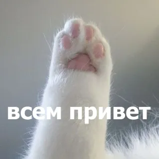 👋 всем привет แมว, อุ้งเท้า, รัสเซีย, ทักทาย telegram sticker