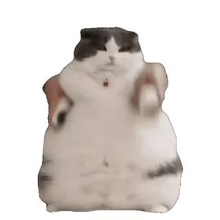 🤤 chat, drôle, mème, danse, animal, mignon whatsapp sticker