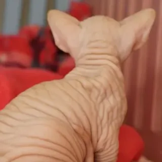 😡 gatto, animale, animale domestico, sphynx, senza pelo, felino telegram sticker