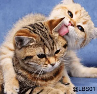 😜 @LBS01 cat, kitten, cute, licking, grooming, animals, pets whatsapp sticker