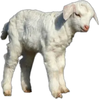🐑 동물, 염소, 어린 양, 농장, 흰색, 귀여운 telegram sticker