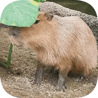 🫣 Capybara telegram sticker