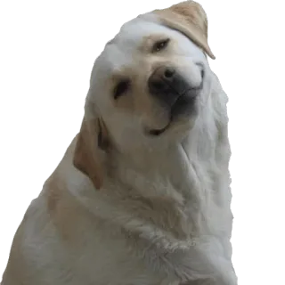 😊 chien, animal, animal de compagnie, labrador, golden retriever, mignon, souriant, portrait telegram sticker