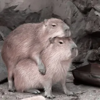 🪵 Capivara, Roedor, Animal, Mamífero, Vida selvagem telegram sticker