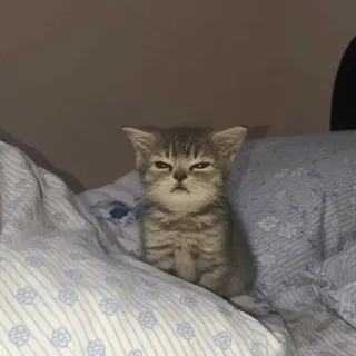 ✨ Katze, Kätzchen, Tier, süß, Haustier, Katzenartig, Katze telegram sticker